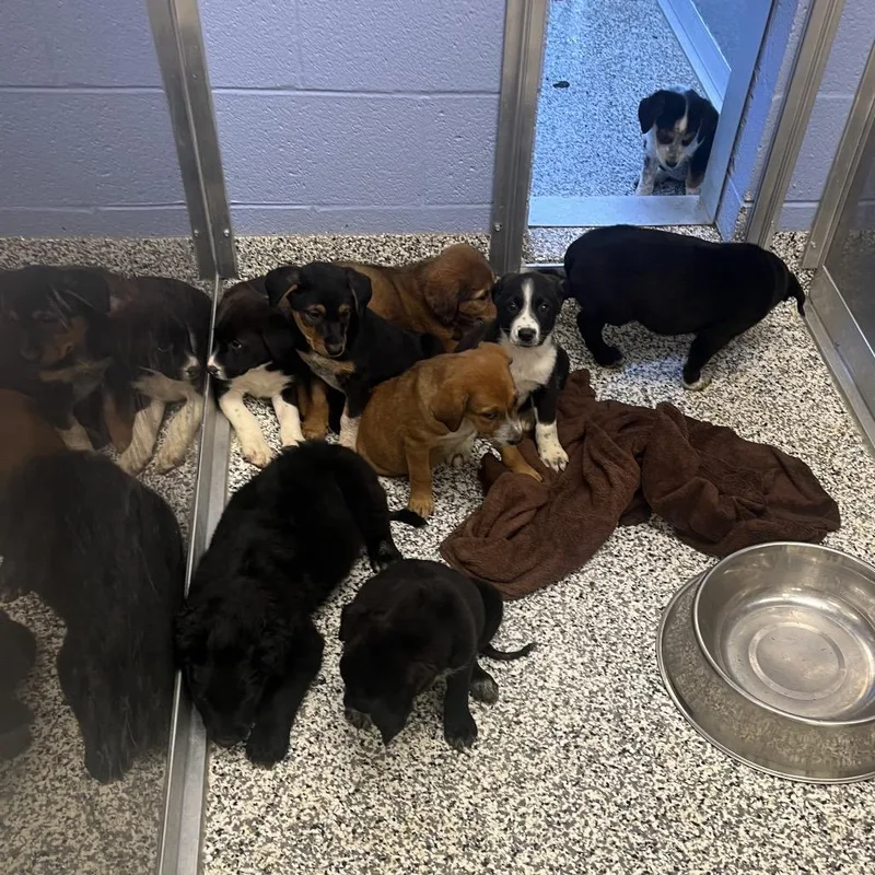 A baby large-sized female Mixed Breed dog named Boo for adoption in Madisonville, TN