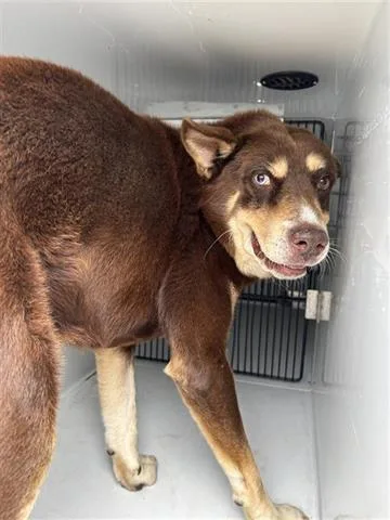 An adult large-sized male Siberian Husky dog named A for adoption in Houston, TX