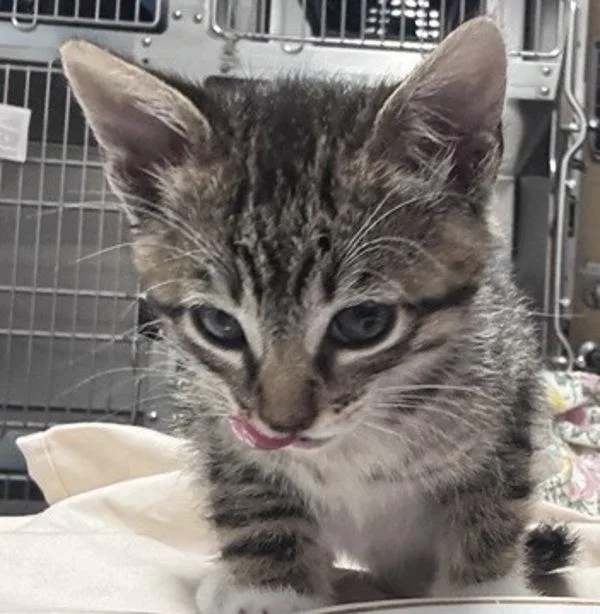 A baby small-sized male Domestic Short Hair cat named Jacob for adoption in Escondido, CA