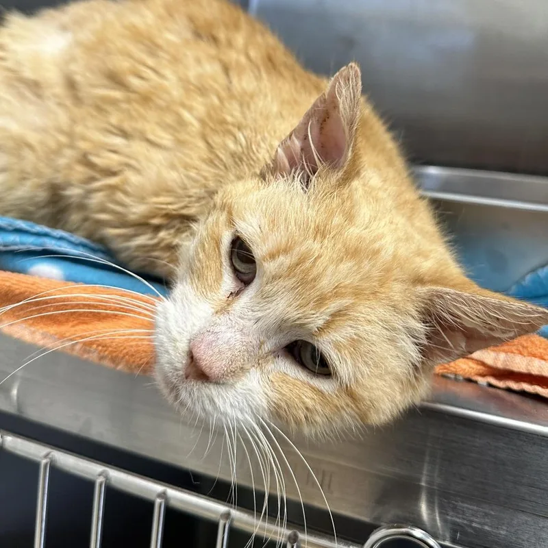 An adult medium-sized male Orange / Red Domestic Short Hair cat named Purrceval for adoption in Austin, TX