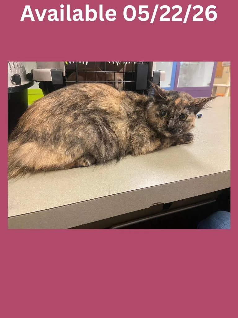 A young medium-sized female Domestic Long Hair cat named Cat Condo  Pumpkin for adoption in Greenville, TX