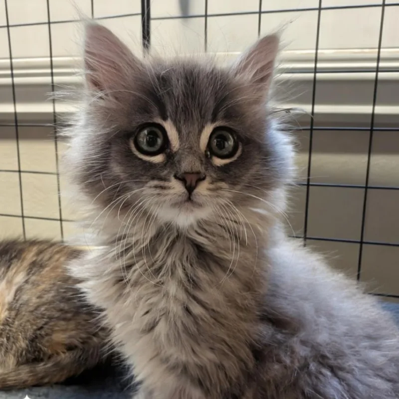 A baby small-sized female Gray / Blue / Silver Domestic Long Hair cat named Numi for adoption in Westminster, CA