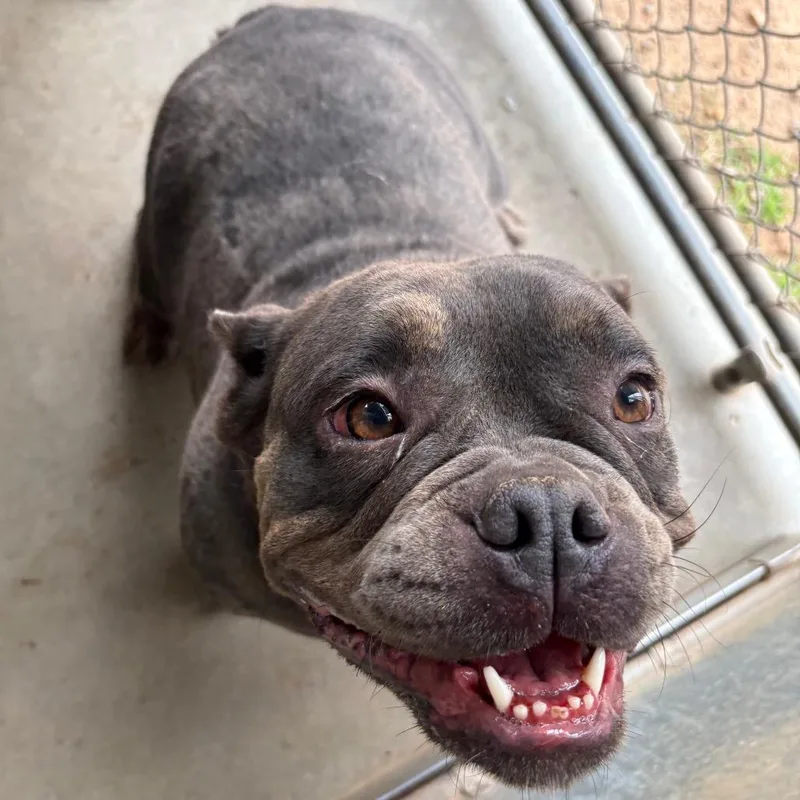 A young medium-sized female Gray / Blue / Silver American Bulldog dog named Raven for adoption in Sand Springs, OK