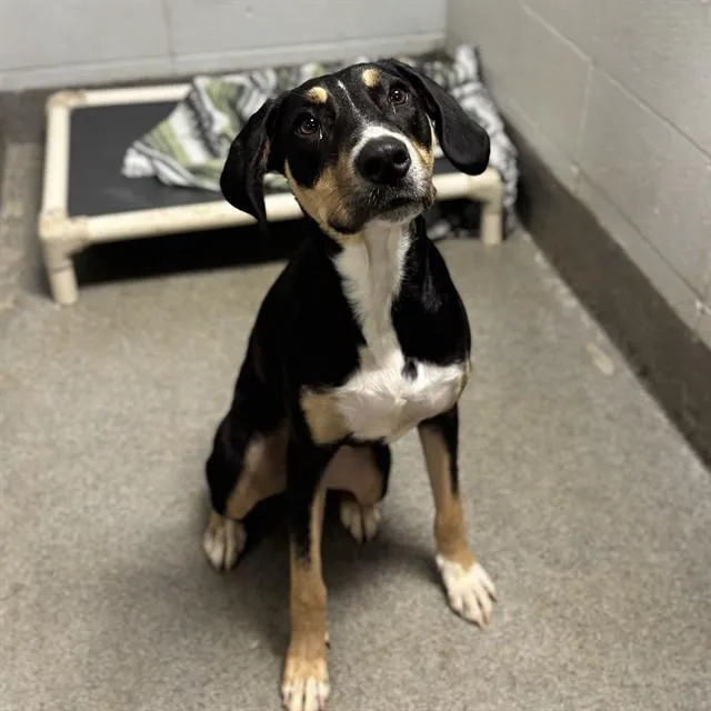 A young medium-sized female Foxhound dog named Brittney for adoption in Huntsville, AL