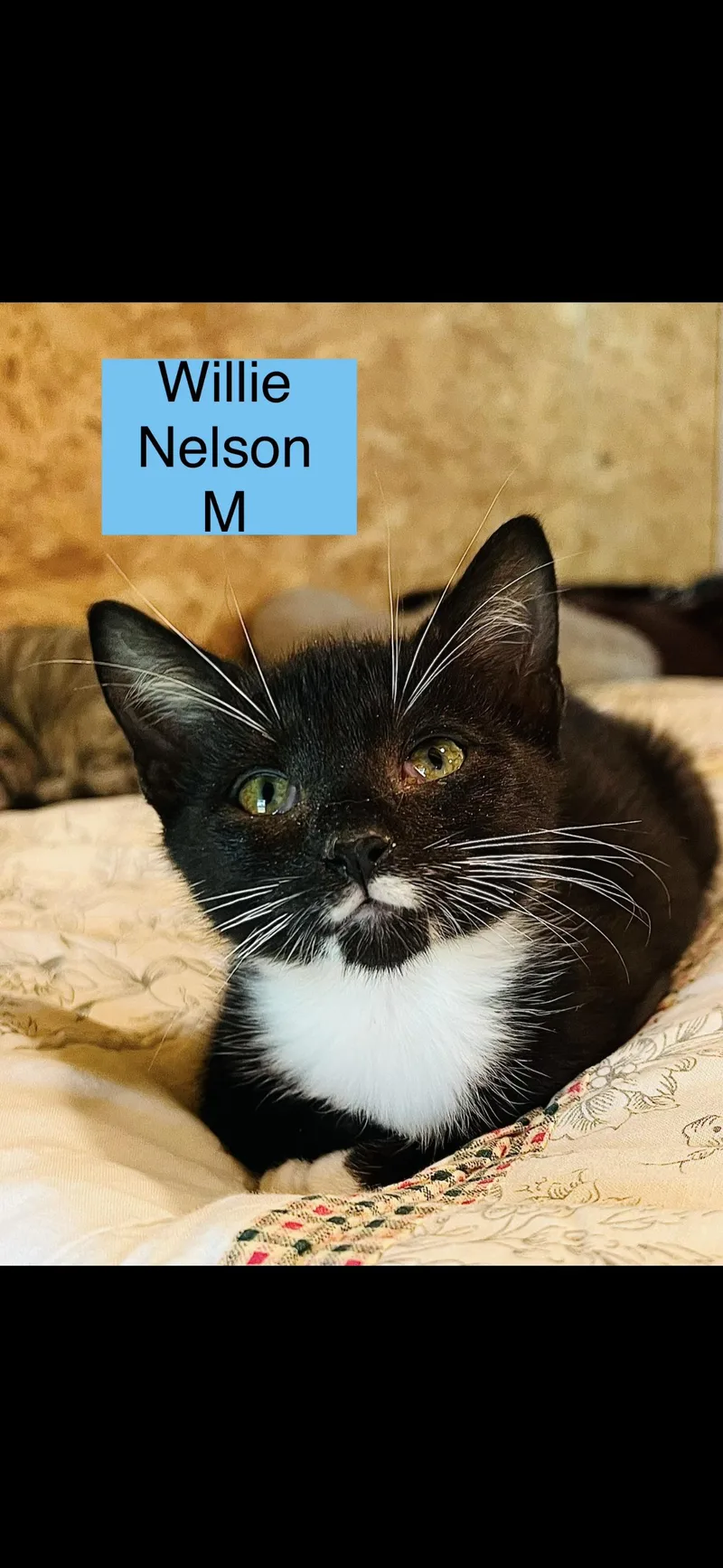A baby small-sized male Domestic Medium Hair cat named Willie Nelson. Lincoln for adoption in Sneads Ferry, NC