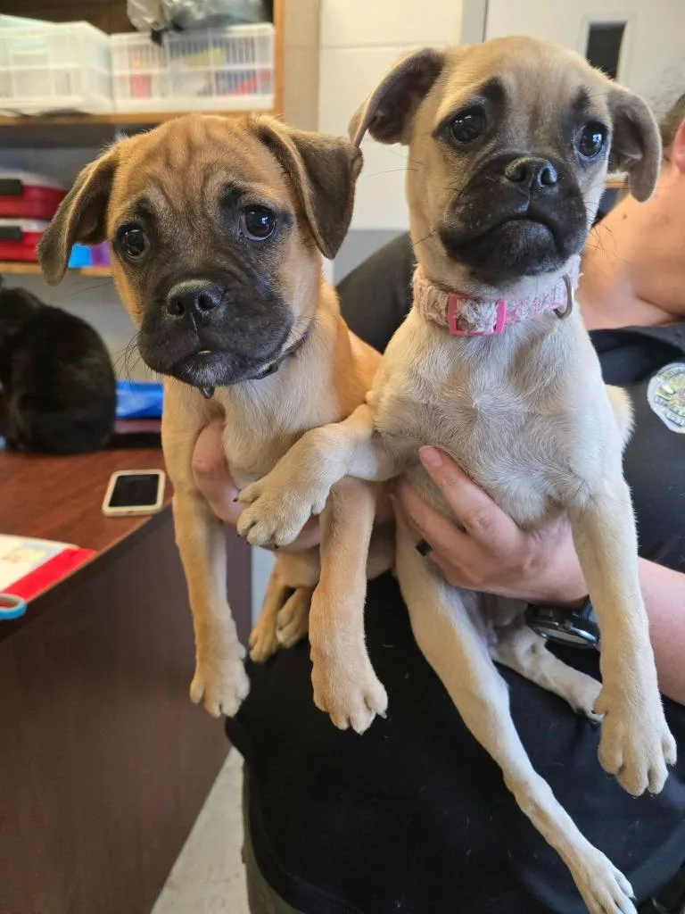 Pug Pup