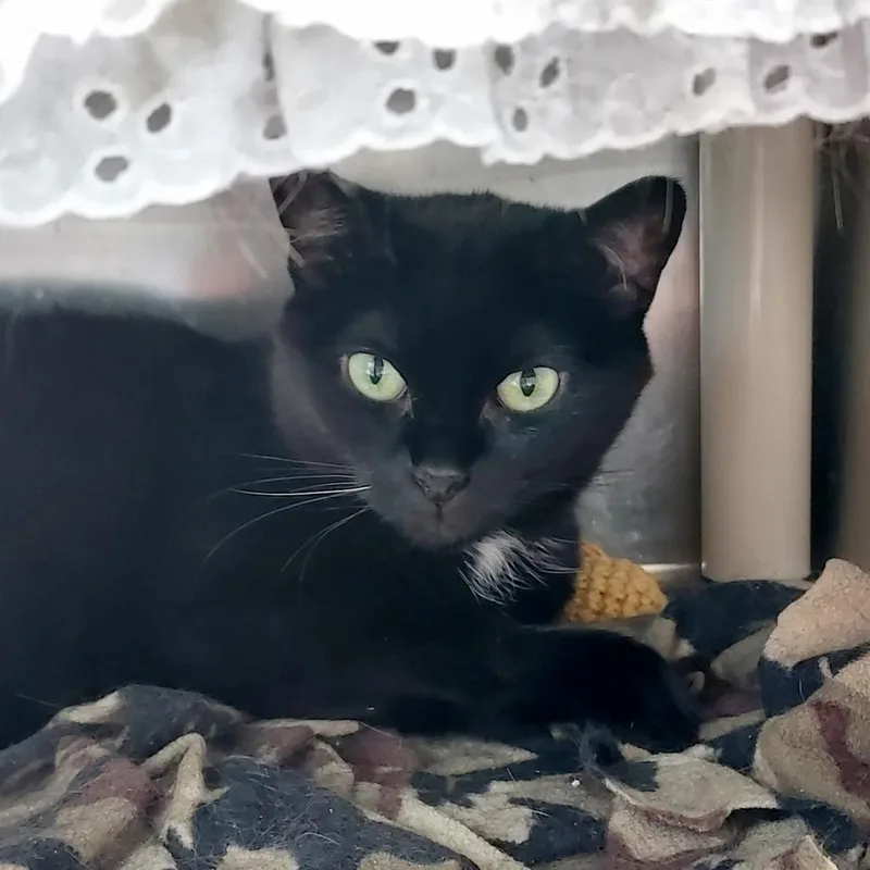 A young medium-sized female Black Domestic Short Hair cat named Pumpkin for adoption in Grand Rapids, MI