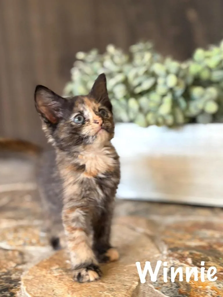 A baby small-sized female Domestic Short Hair cat named Winnie for adoption in Sebastian, FL