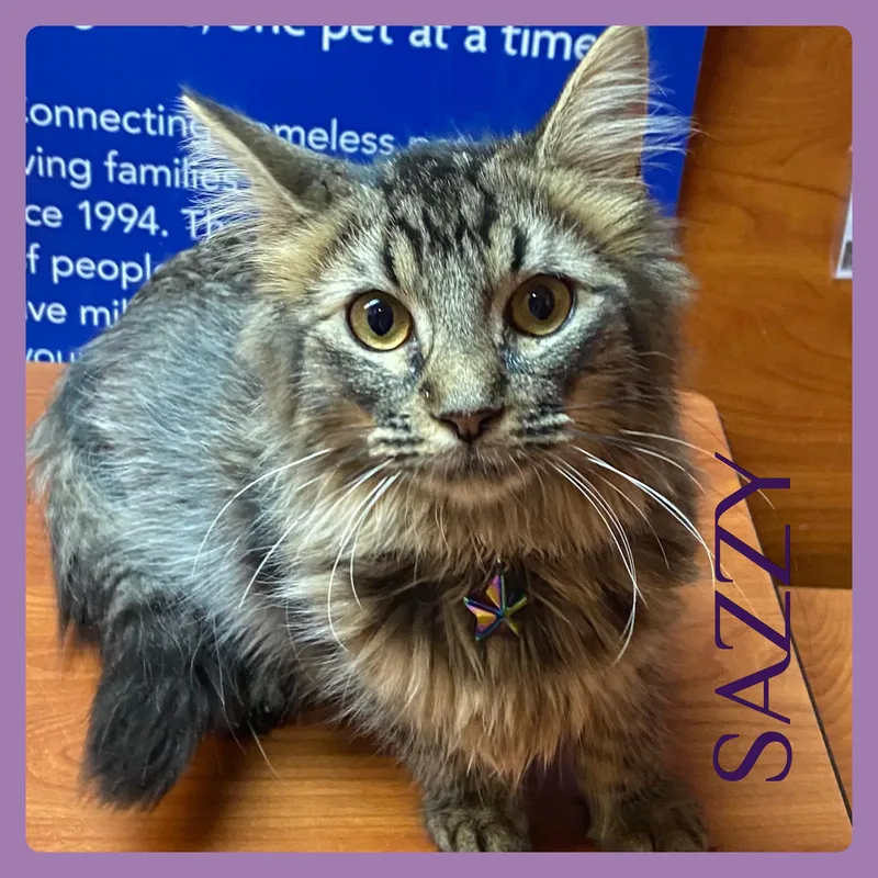 A baby medium-sized female Tabby (Brown / Chocolate) Tabby cat named Sazzy for adoption in Lawton, OK
