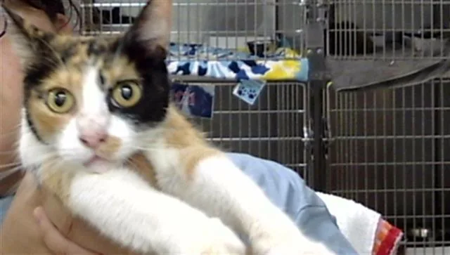 An adult large-sized female Domestic Short Hair cat named Gina for adoption in Pasadena, TX
