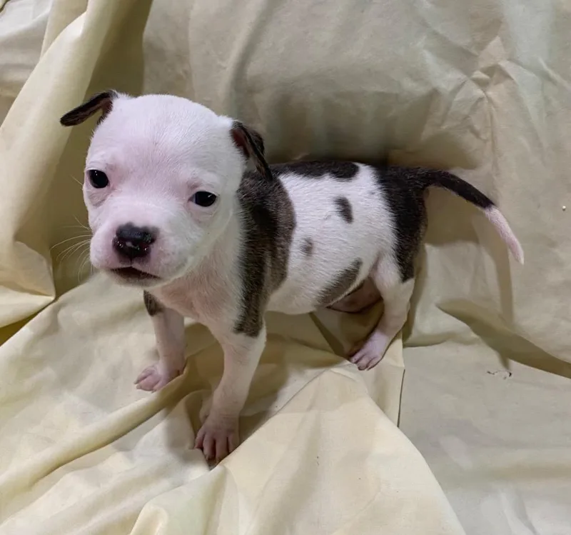 A baby medium-sized female Pit Bull Terrier dog named Polar Bear for adoption in Hartsville, SC