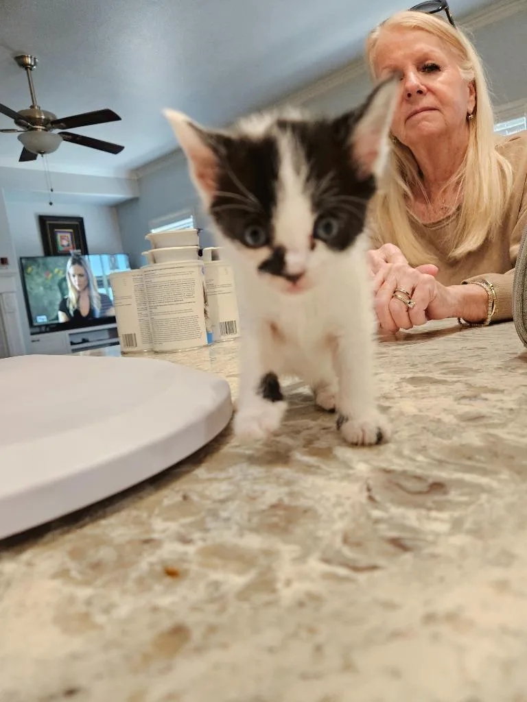 A baby small-sized female Domestic Short Hair cat named Cricket for adoption in San Jacinto, CA