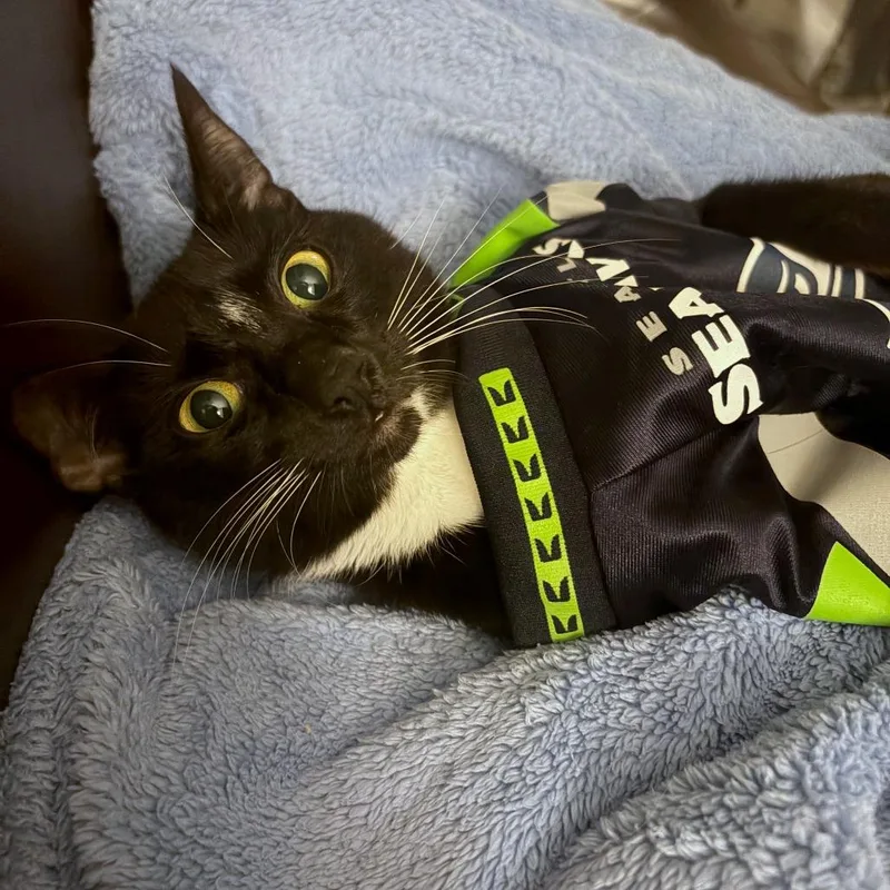 A young medium-sized female Black Domestic Short Hair cat named Maxie for adoption in Woodinville, WA