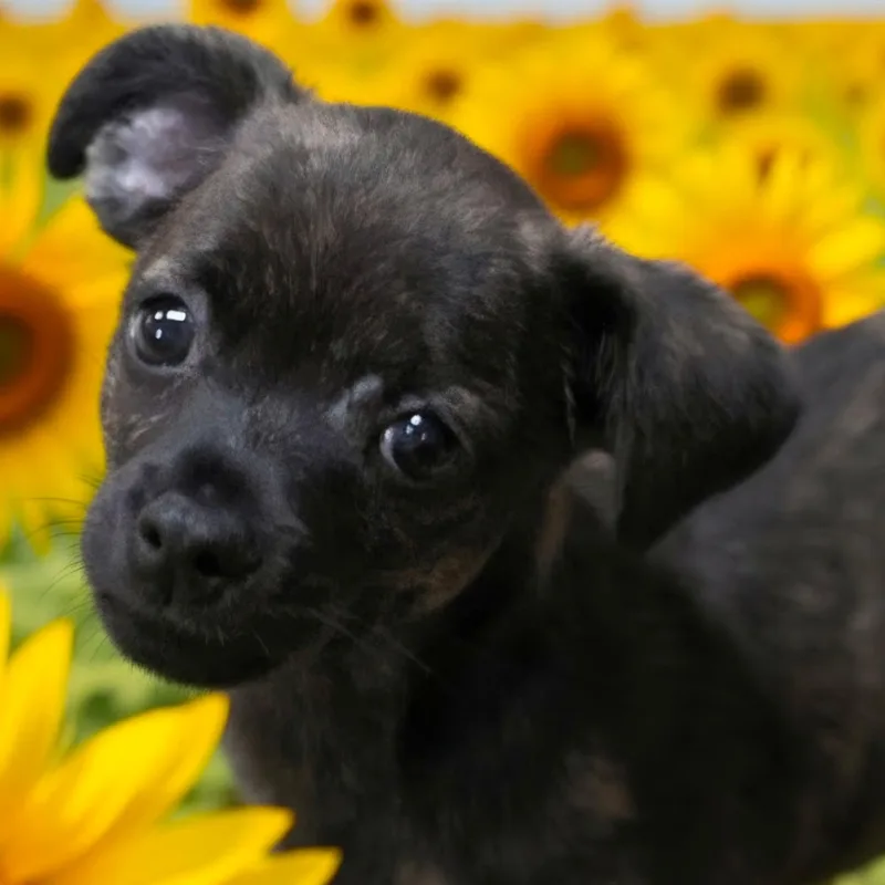 A baby small-sized male Brindle Chihuahua dog named Lug Nut for adoption in Anderson, SC