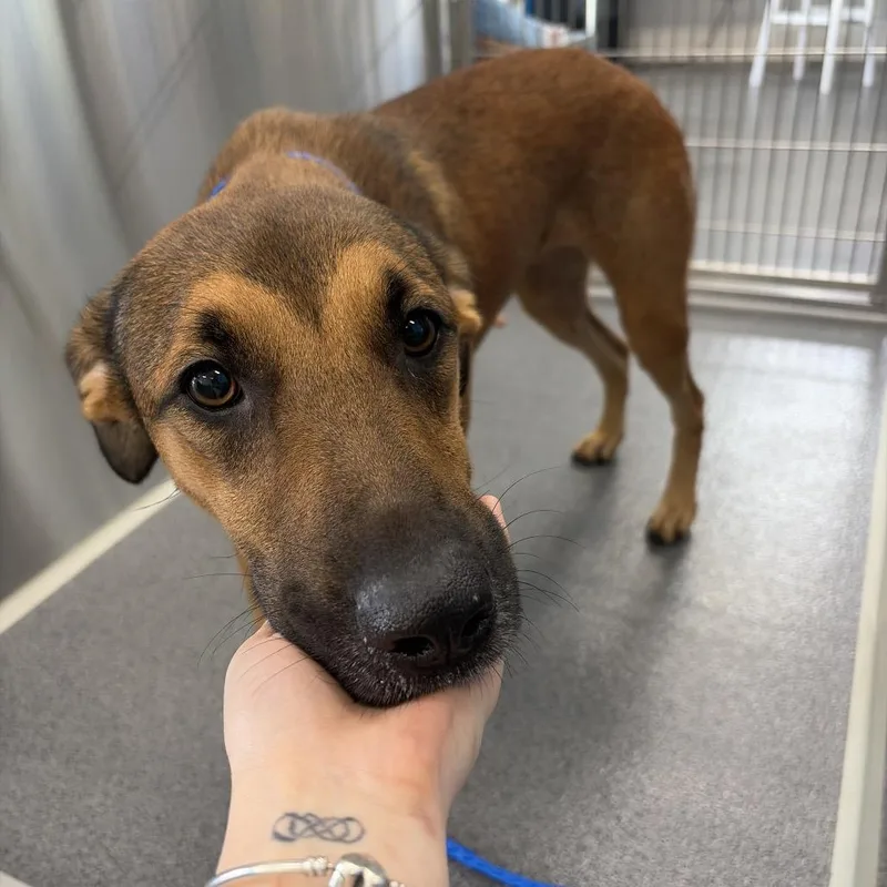 An adult medium-sized female Brown / Chocolate Black Mouth Cur dog named Vonya for adoption in Montgomery, AL