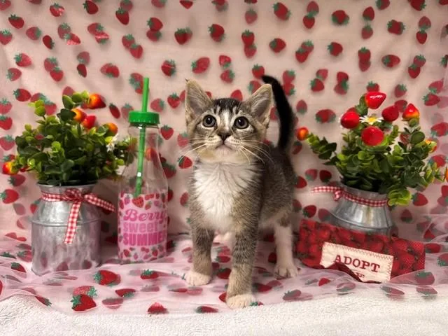 A baby small-sized male Domestic Short Hair cat named Clyde for adoption in Fairfield, CA