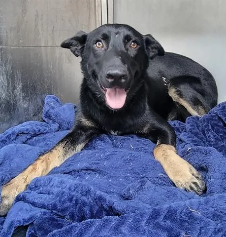 A young medium-sized male German Shepherd Dog dog named Arlo for adoption in Garland, TX