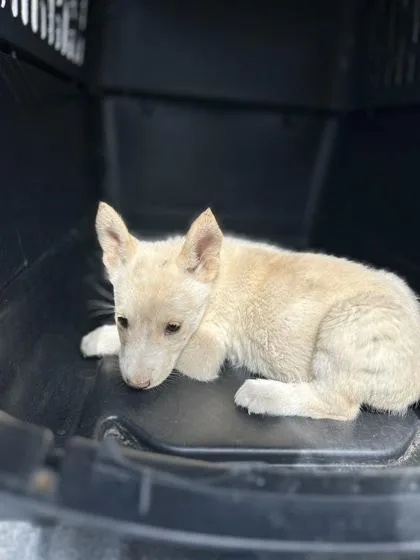A baby small-sized female Husky dog named Denali for adoption in Fresno, CA