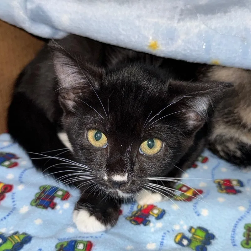 A baby small-sized female Black Domestic Short Hair cat named Treat for adoption in Ferndale, WA