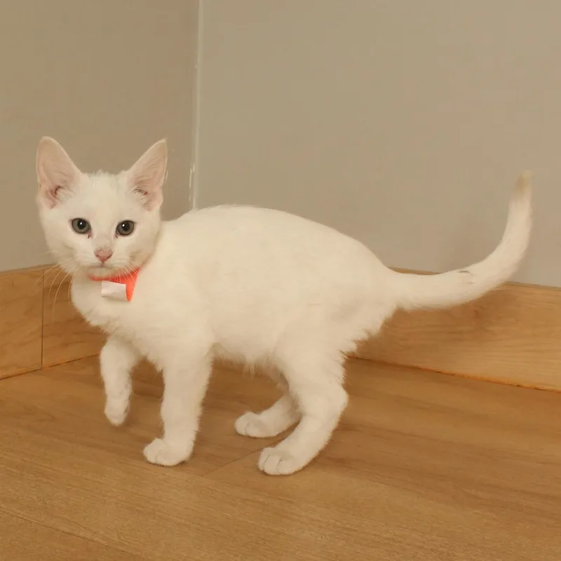 A baby small-sized female White Domestic Short Hair cat named Coborns C for adoption in Minnetonka, MN