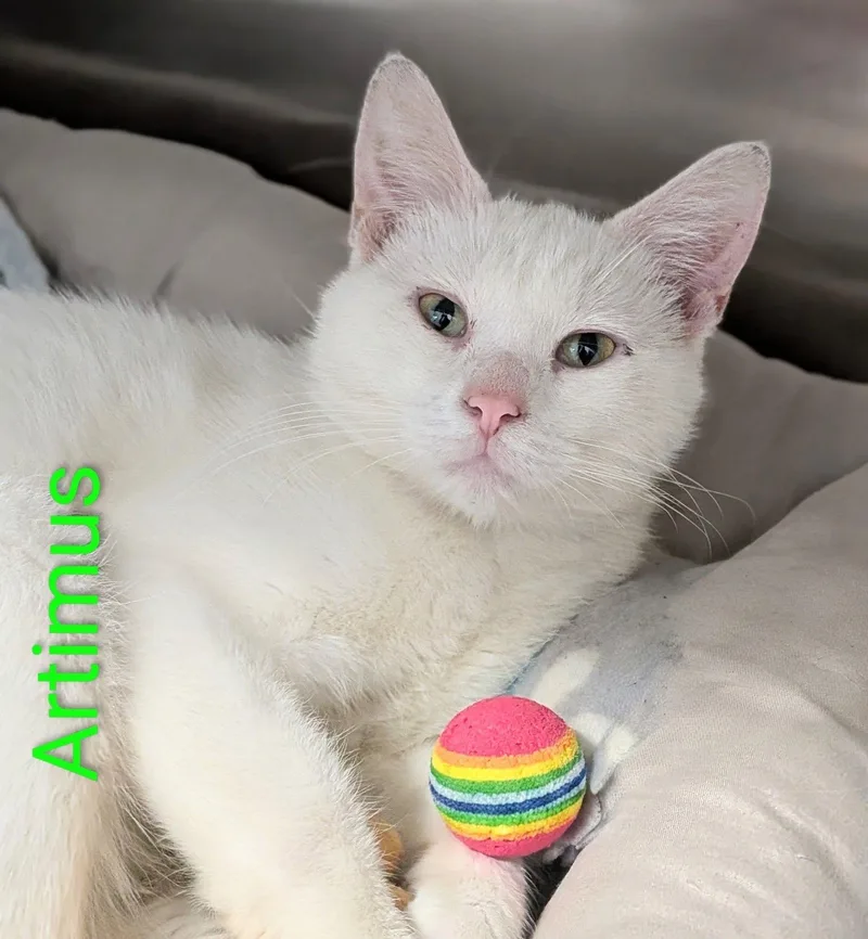 Artemis