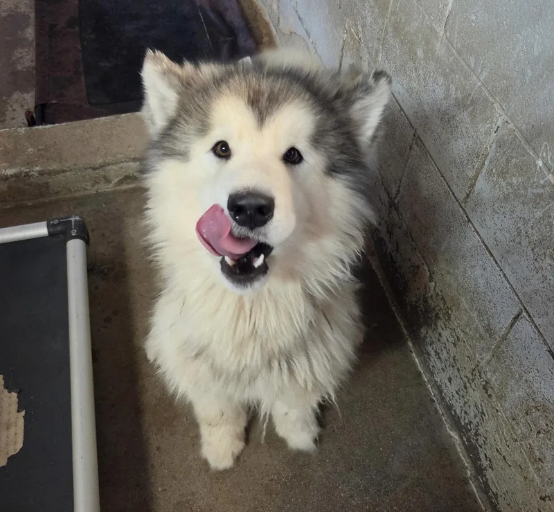 An adult large-sized male Alaskan Malamute dog named Charles for adoption in El Centro, CA