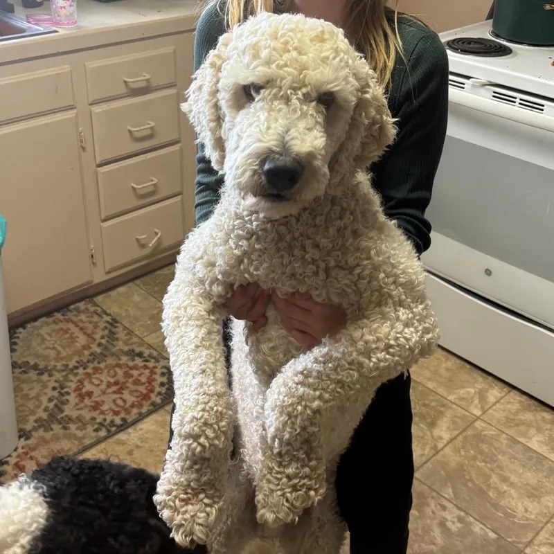 An adult large-sized male White / Cream Poodle dog named Charlee for adoption in Cashmere, WA