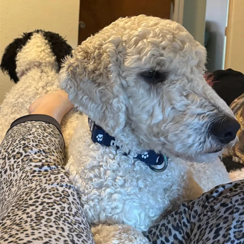 Charlee thumbnail 3