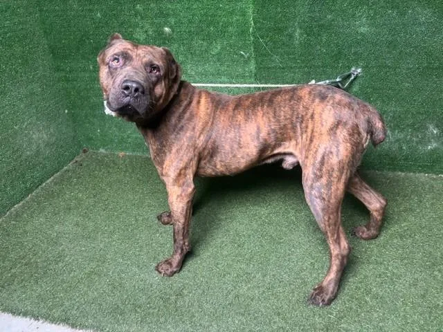 An adult large-sized male Cane Corso dog named A for adoption in Lancaster, CA