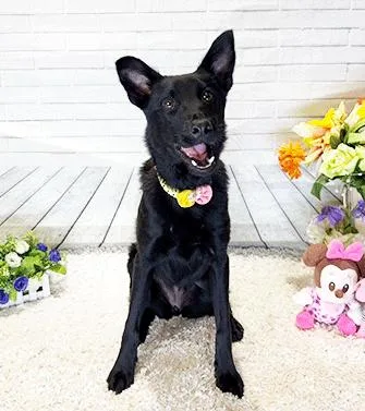 A young medium-sized female Black Labrador Retriever dog named Ross for adoption in Castro Valley, CA