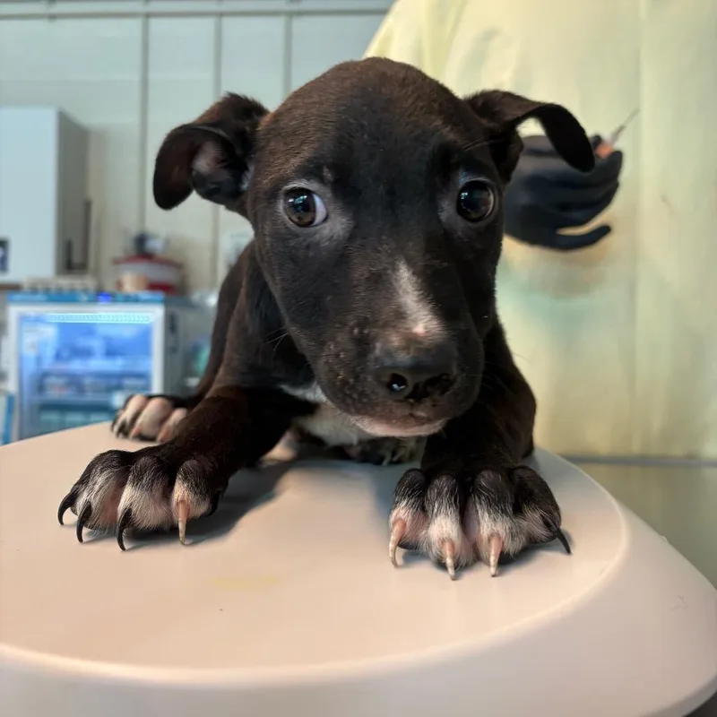 A baby small-sized male Black Mixed Breed dog named Dill for adoption in Huntington, WV