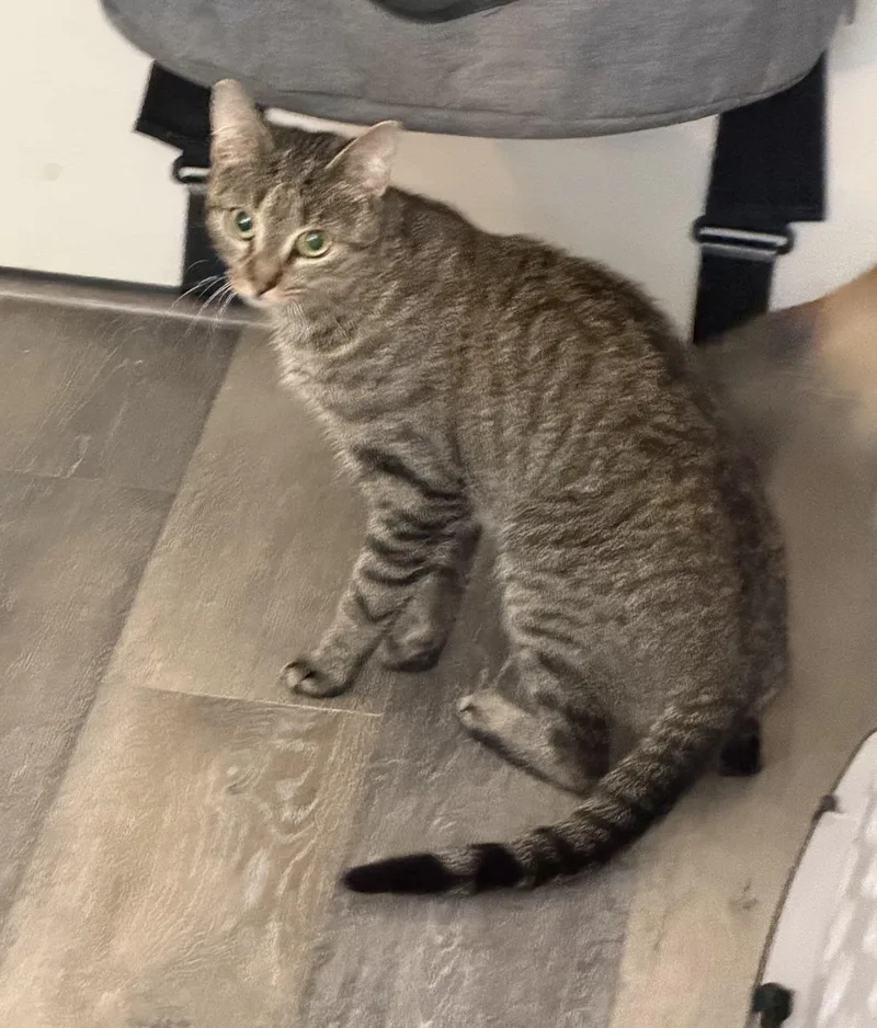 Sweet Pea thumbnail 2