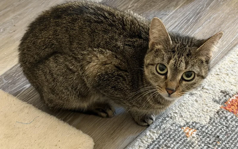 Sweet Pea thumbnail 3