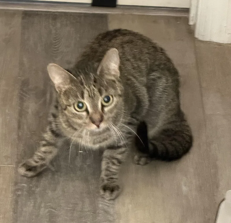 Sweet Pea thumbnail 4