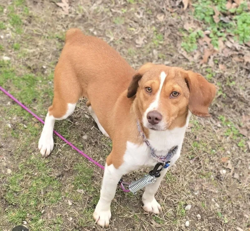 An adult medium-sized female Yellow / Tan / Blond / Fawn Beagle dog named Baby Mama for adoption in Corinth, MS