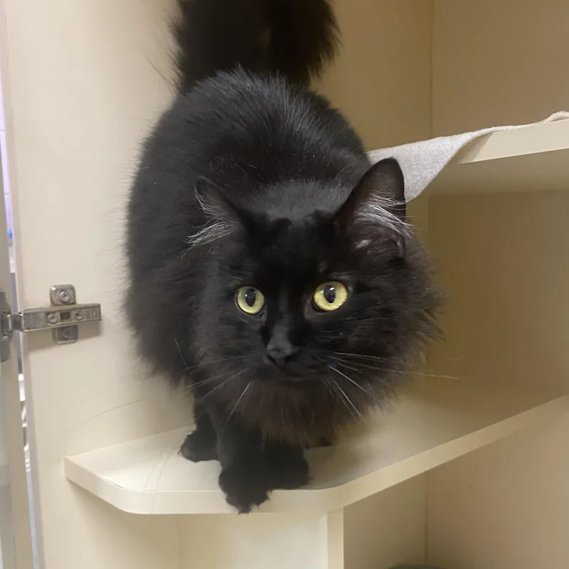 An adult medium-sized female Black Domestic Medium Hair cat named Sylvia for adoption in Elyria, OH