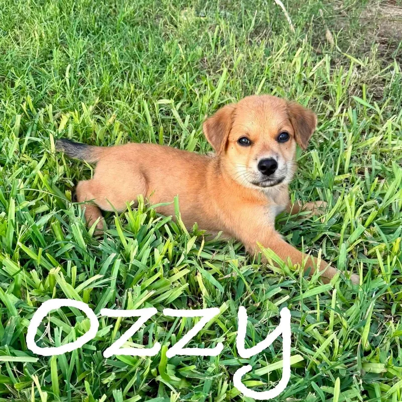 A baby medium-sized male Golden Retriever dog named Ozzy for adoption in PLAINFIELD, CT