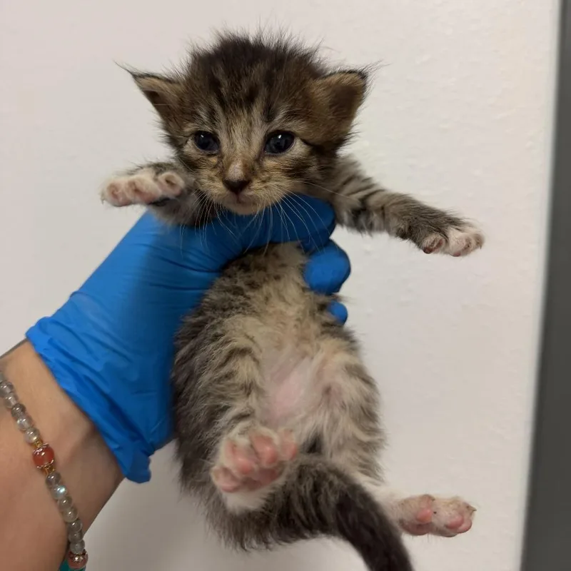 A baby small-sized female Brown / Chocolate Domestic Short Hair cat named Ivory I for adoption in Edinburg, TX