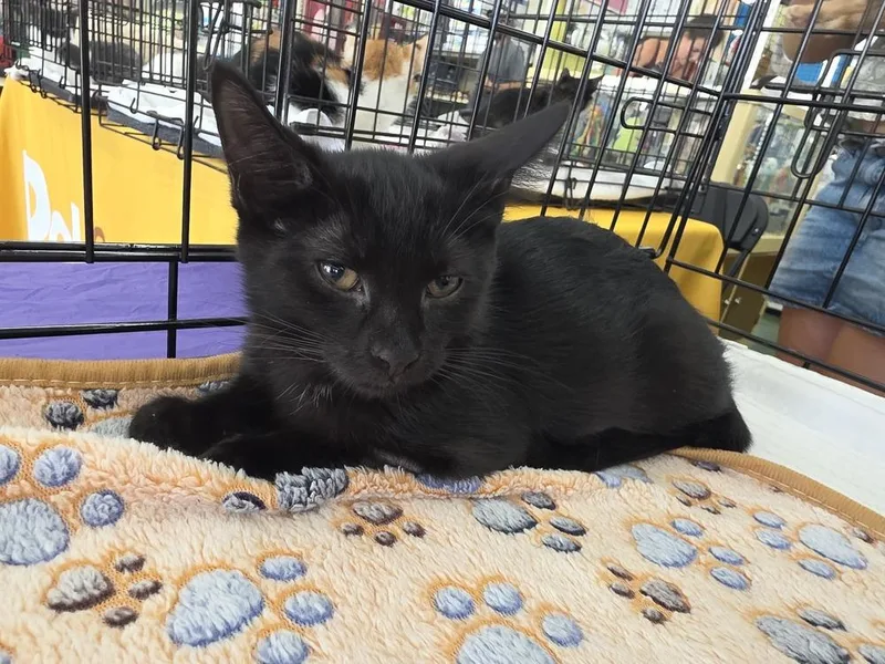 A baby small-sized female Black Domestic Short Hair cat named Onyx for adoption in Orlando, FL
