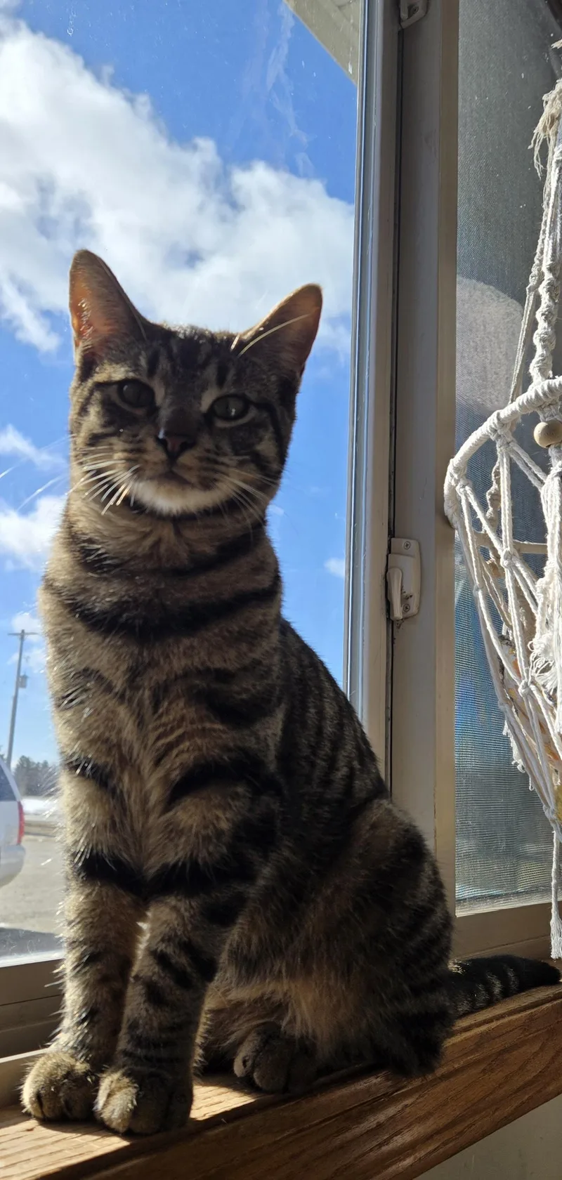 A young medium-sized male Tabby (Gray / Blue / Silver) Domestic Short Hair cat named Merlin for adoption in West Branch, MI