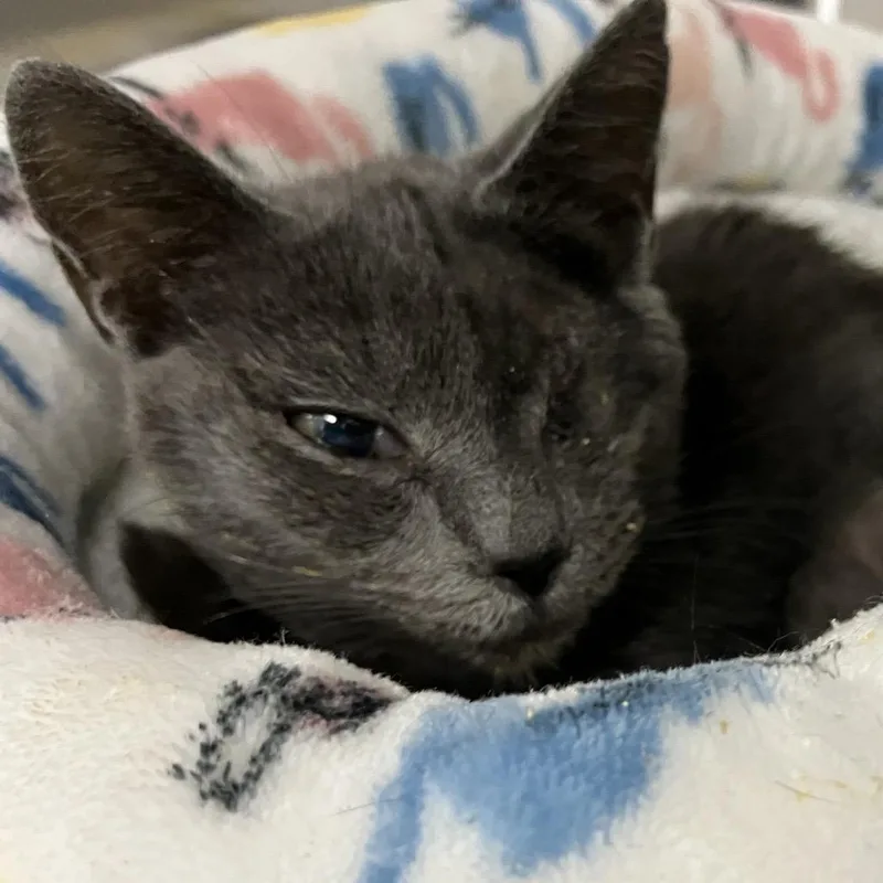 An adult medium-sized female Gray / Blue / Silver Domestic Short Hair cat named Valeria for adoption in Lakeland, FL