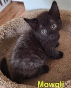 A young medium-sized male Domestic Medium Hair cat named Moo for adoption in Kansas City, MO