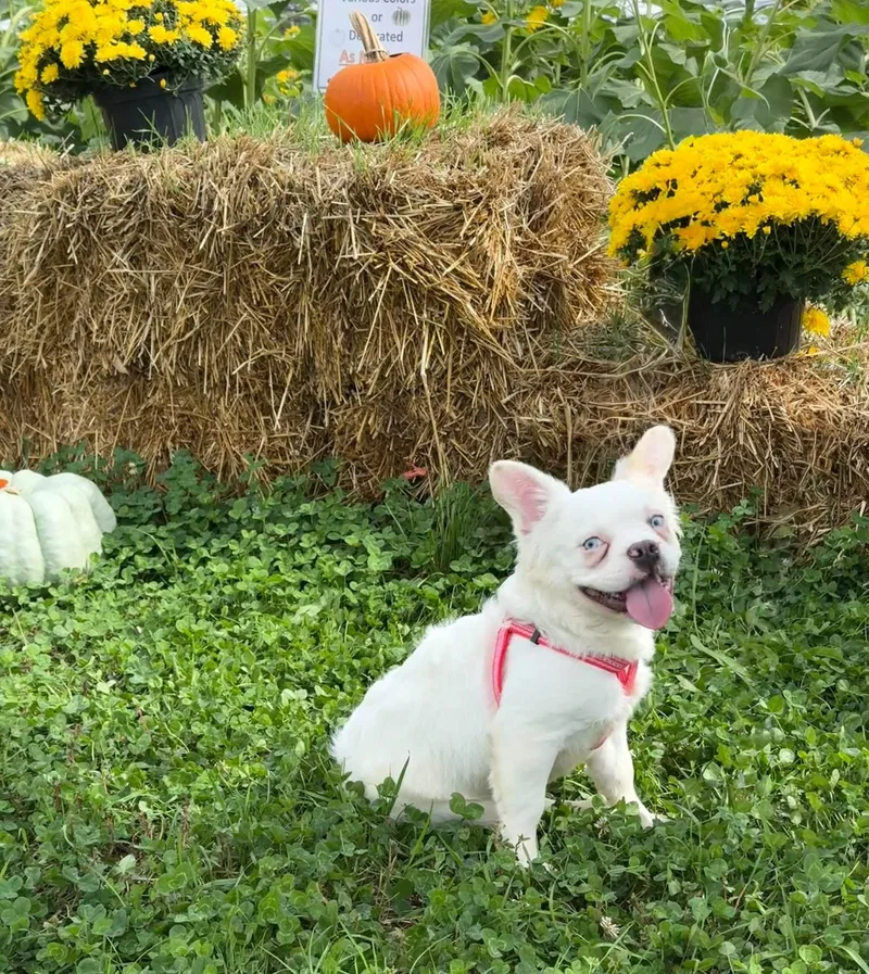 A young small-sized male French Bulldog dog named Loestrin for adoption in Salisbury, MD