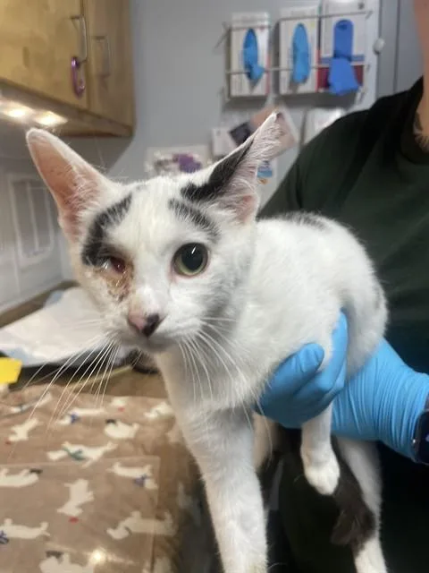 A young large-sized female Domestic Short Hair cat named Zoey for adoption in Tallahassee, FL