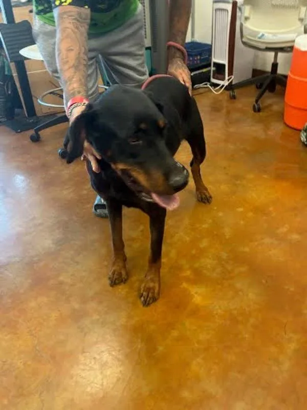 An adult large-sized female Doberman Pinscher dog named Cruella for adoption in Austin, TX