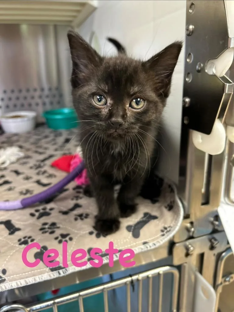 Celeste thumbnail 4
