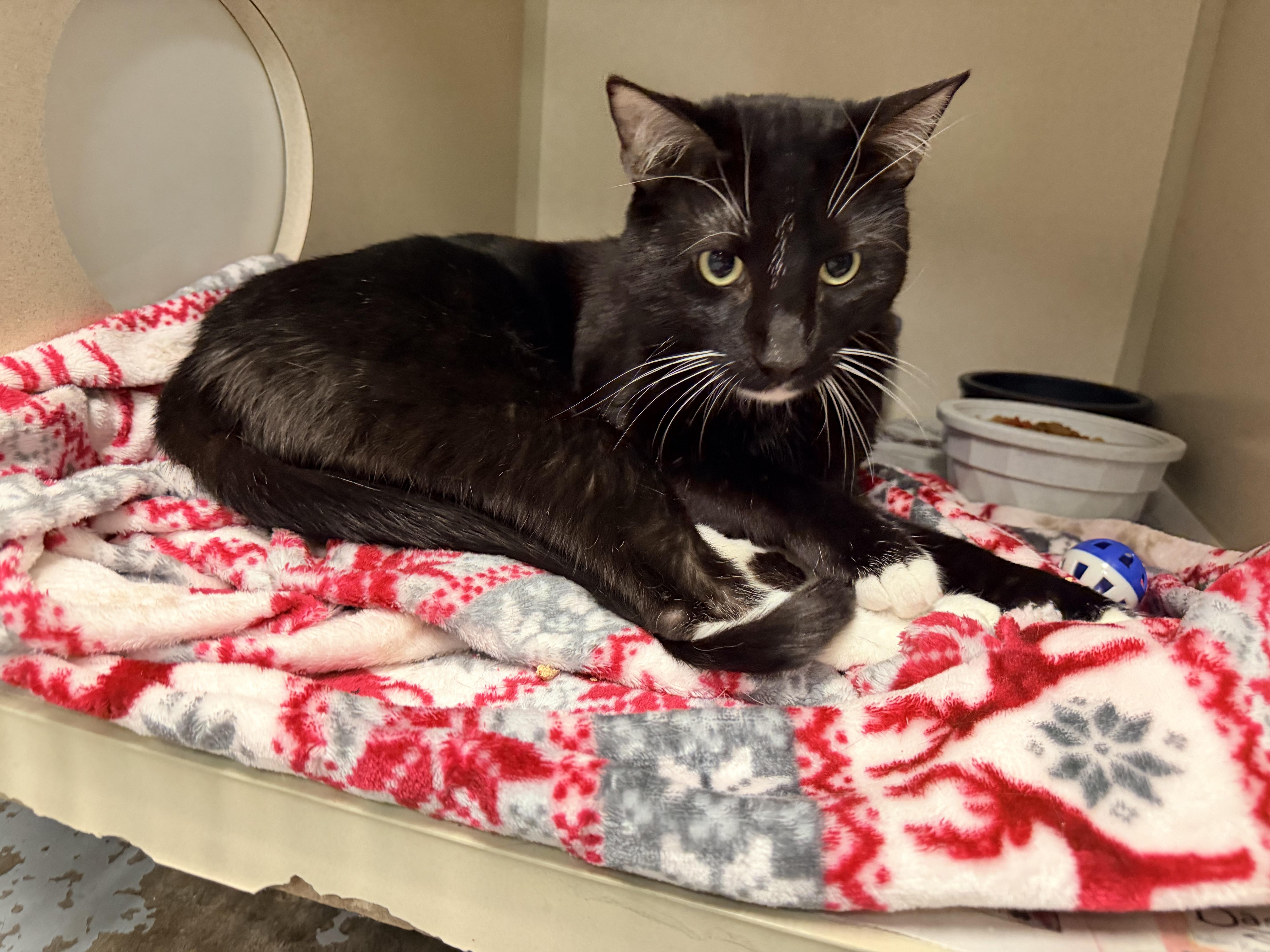 A young medium-sized male Black & White / Tuxedo Domestic Short Hair cat named Walnut for adoption in Pottsville, PA