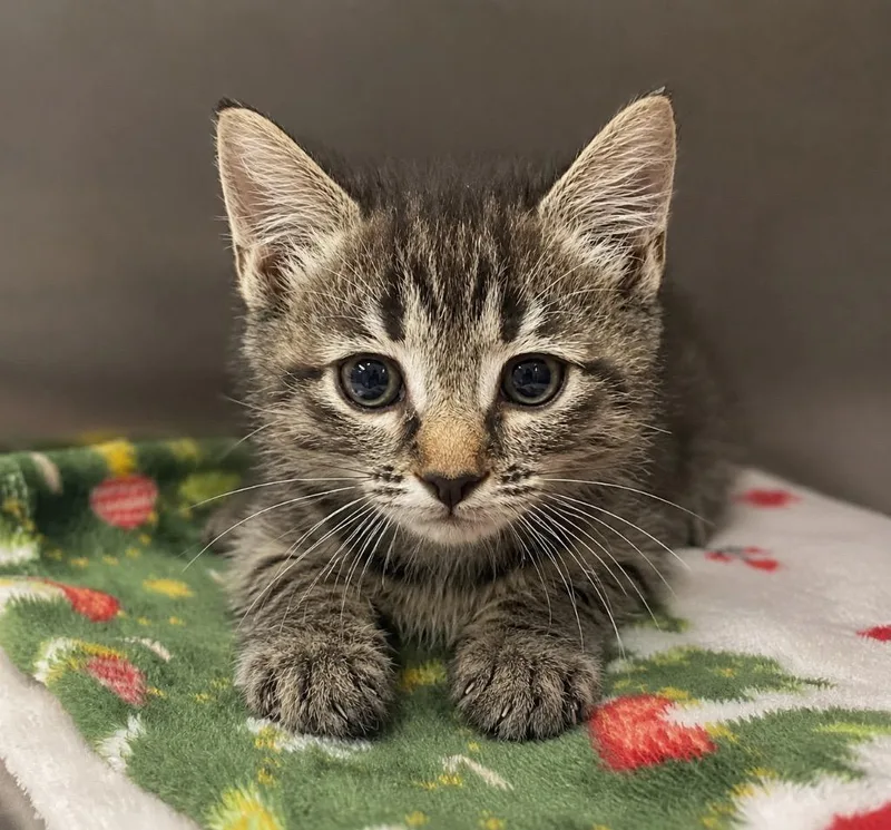 A baby small-sized female Domestic Short Hair cat named Layla for adoption in Columbia, TN