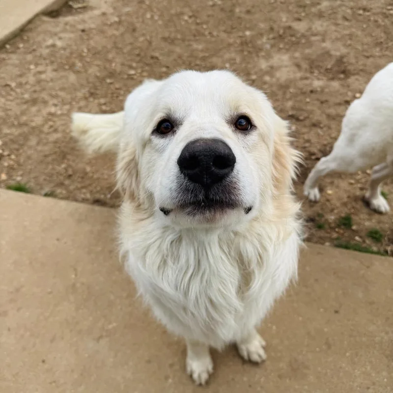 Shamrock thumbnail 2