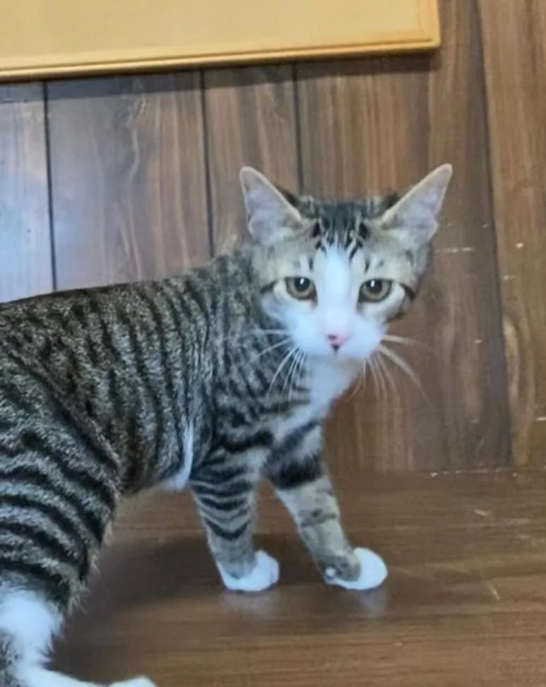 A baby small-sized male Domestic Short Hair cat named Astrojet for adoption in Hagerstown, MD